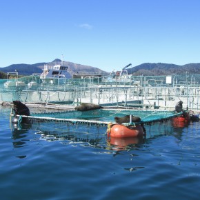 Many questions remain unanswered in New Zealand King Salmon case