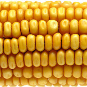 Rootworm develops resistance to GM corn originally engineered to kill them