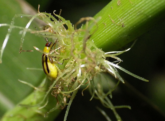 Adult Western Corn Rootworm. Image via creative commons. 